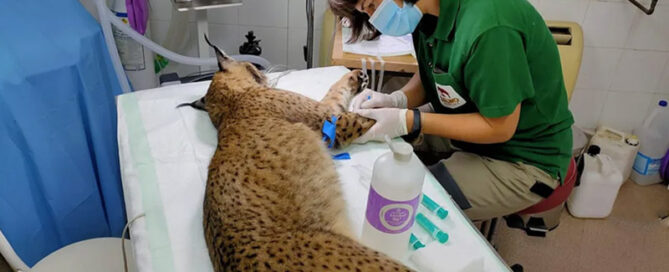 Grado Asociado en Tecnología Veterinaria