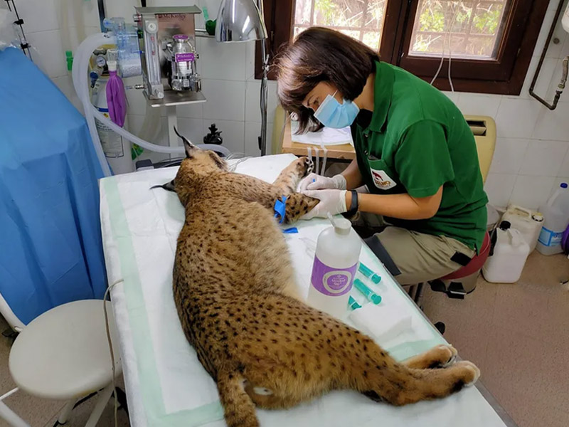Grado Asociado en Tecnología Veterinaria