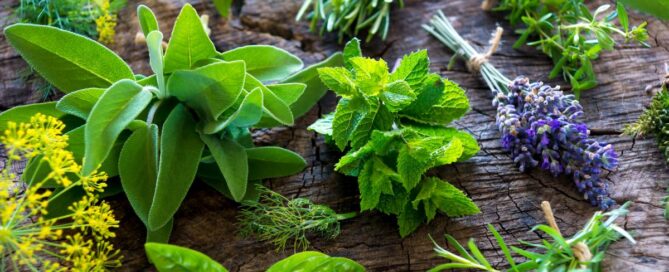 Cultivo de Plantas Medicinales