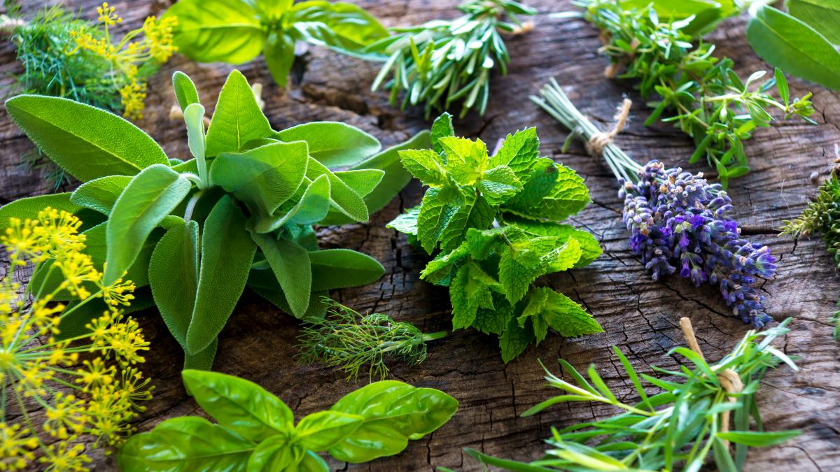 Cultivo de Plantas Medicinales