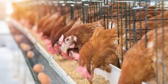 Producción de Gallinas Ponedoras