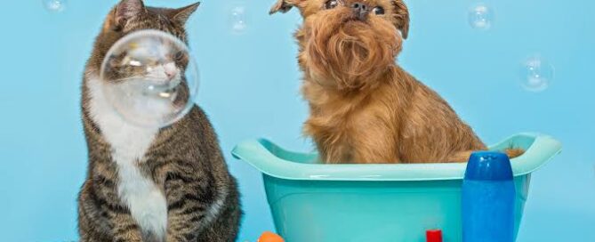 Pet Grooming