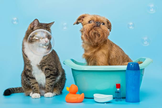 Pet Grooming