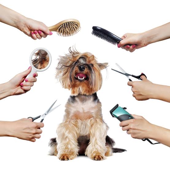Grooming Básico