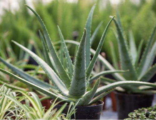Uso y Manejo de Plantas Medicinales