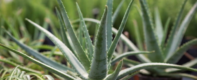 Uso y Manejo de las Plantas Medicinales